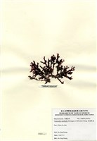 藏品(硬盾果藻)的圖片